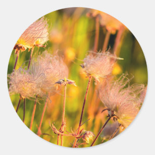 Prärie-Rauch Wildblumen im Espenhain Runder Aufkleber