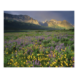 Prärie-Wildblumen füllen Wiese am See Fotodruck