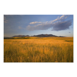 Präriegrasland im Vorgebirge der Fotodruck