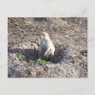 Präriehund, Wildtiere, niedliche Ritter Postkarte