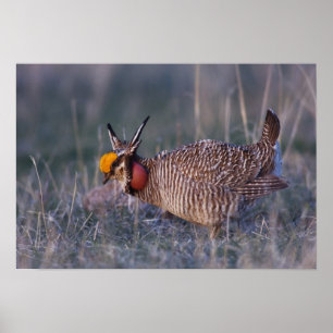 Prärieläuferhuhn, Tympanuchus Poster