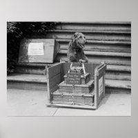 Präsident Harding's Airedale Terrier, 1922