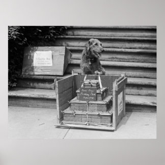 Präsident Harding's Airedale Terrier, 1922 Poster
