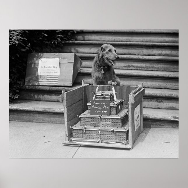 Präsident Harding's Airedale Terrier, 1922 Poster (Vorne)