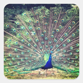 Präventiv der Pfauenklammer Quadratischer Aufkleber