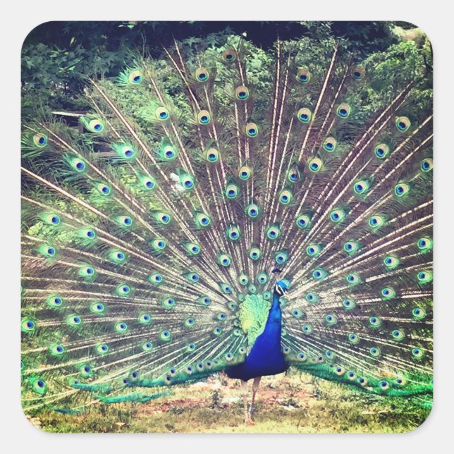 Präventiv der Pfauenklammer Quadratischer Aufkleber (Vorderseite)