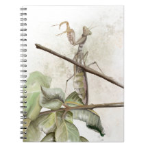 Pray Mantis watercolor