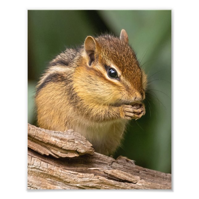 Prayerful Chipmunk Fotodruck (Vorne)