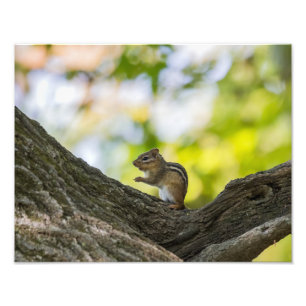 Praying Chipmunk Fotodruck