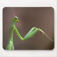 Praying Mantid