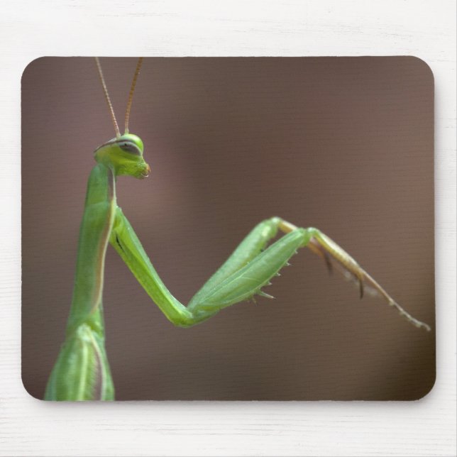 Praying Mantid Mousepad (Vorne)