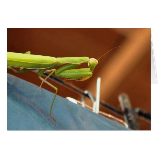 Praying Mantis (Vorderseite (Horizontal))