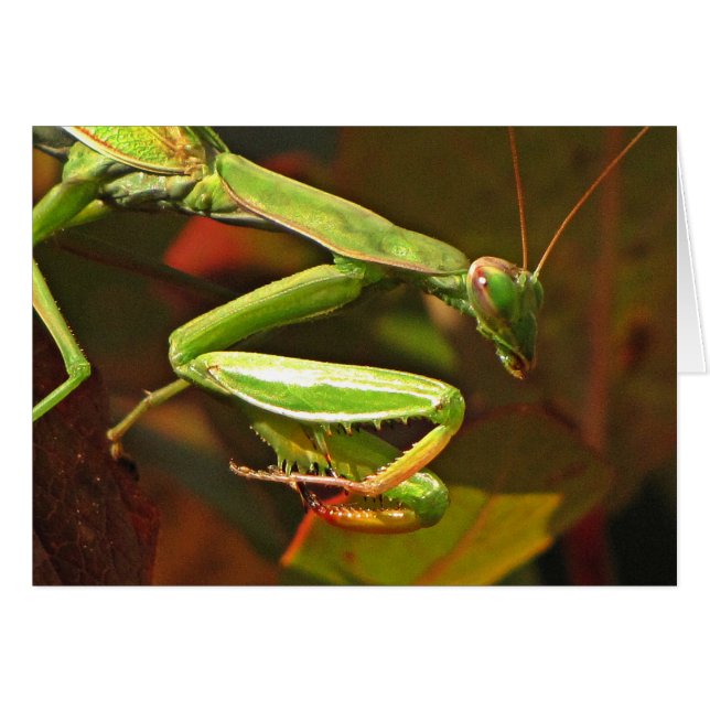 Praying Mantis (Vorderseite (Horizontal))