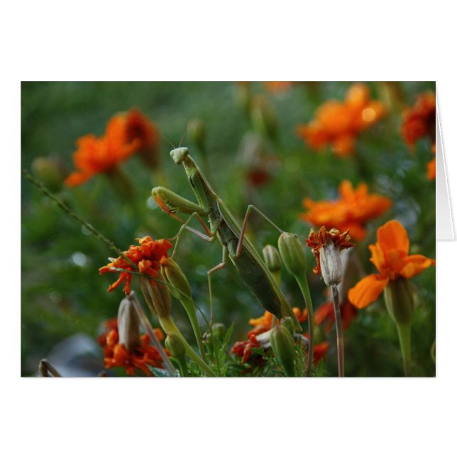 Praying Mantis (Vorderseite (Horizontal))