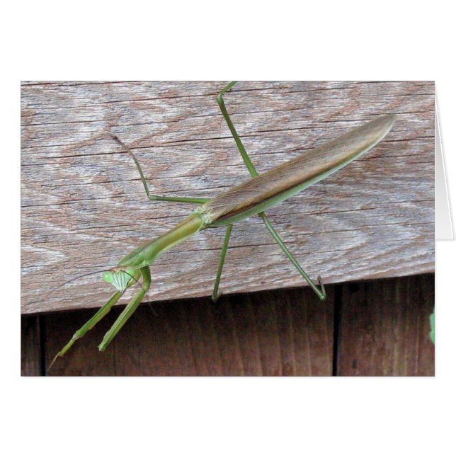 Praying Mantis (Vorderseite (Horizontal))