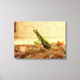 Praying Mantis Canvas Print Leinwanddruck