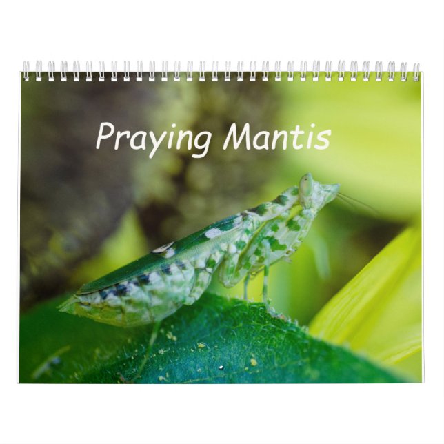 Praying Mantis Insects Calendar Kalender (Titelbild)