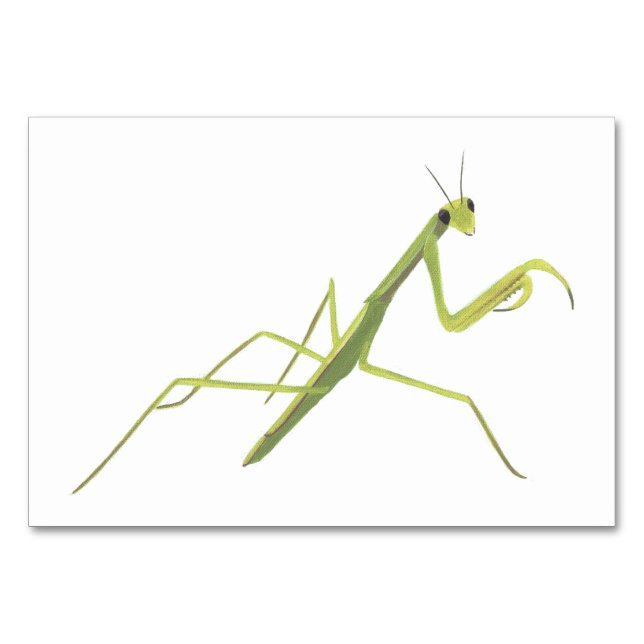 Praying Mantis Insekt Reading Flashcards für Erwac Tischnummer (Vorderseite)