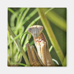Praying Mantis Magnet
