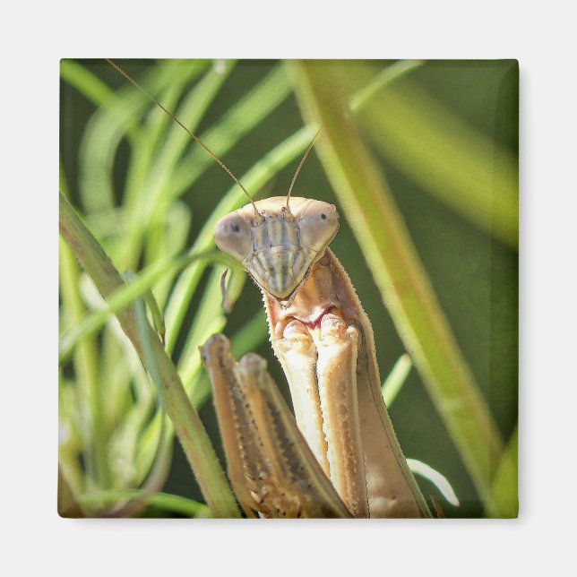 Praying Mantis Magnet (Vorne)