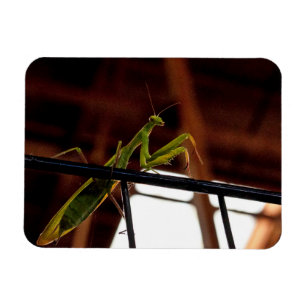 Praying Mantis Magnet