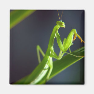 Praying Mantis Magnet