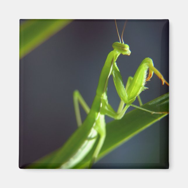 Praying Mantis Magnet (Vorne)
