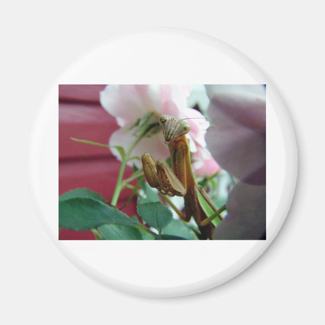 Praying Mantis Magnet (Vorne)