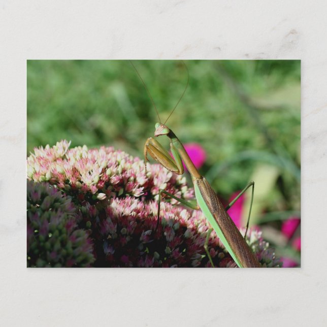 Praying Mantis Nature Fotografy Postcard Postkarte (Vorderseite)