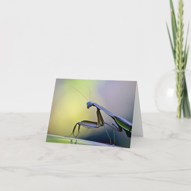 Praying Mantis Notecard Karte (Vorderseite)