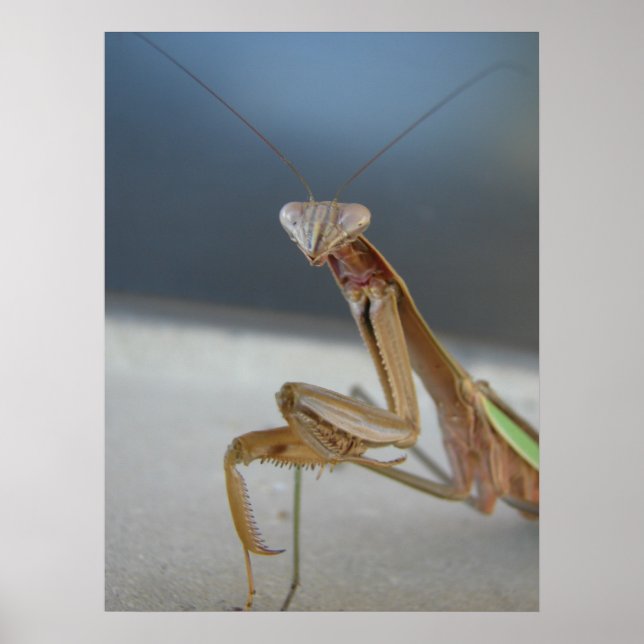 Praying Mantis Poster (Vorne)