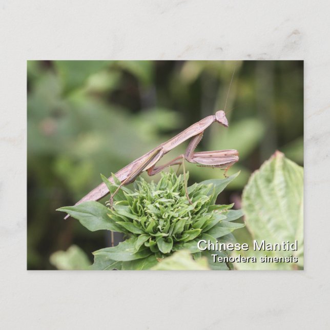 Praying Mantis Postkarte (Vorderseite)