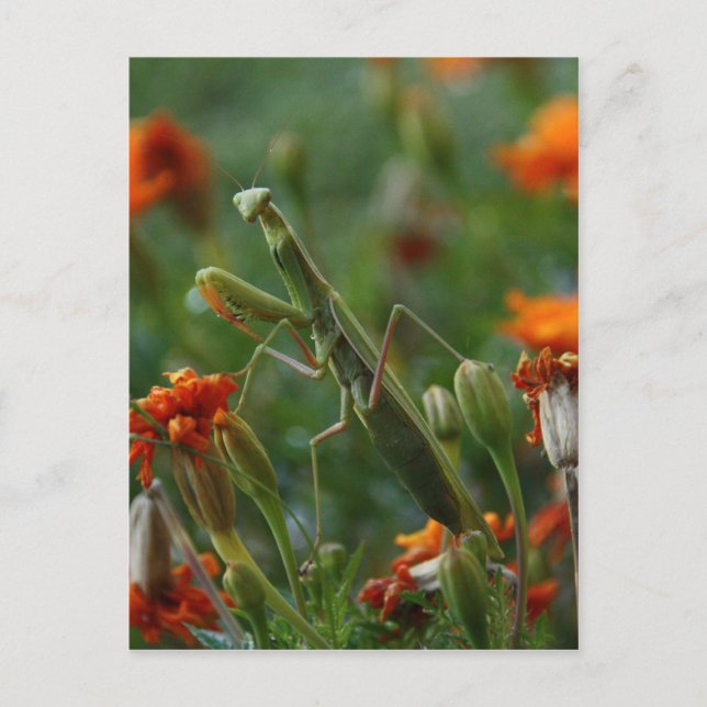 Praying Mantis Postkarte (Vorderseite)