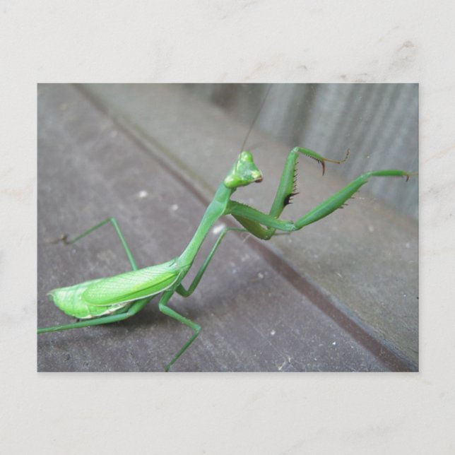 Praying Mantis Postkarte (Vorderseite)