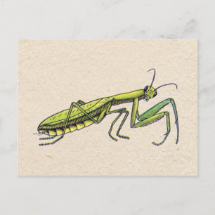 Praying Mantis Postkarte