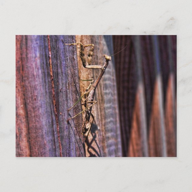 Praying Mantis Postkarte (Vorderseite)