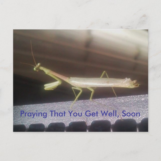 Praying Mantis Postkarte (Vorderseite)
