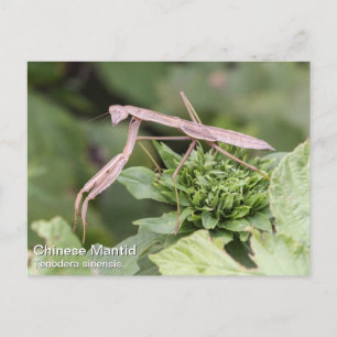 Praying Mantis Postkarte