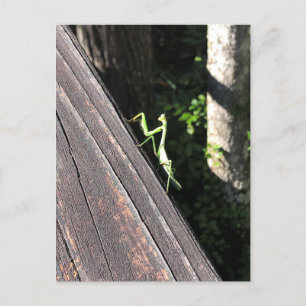 Praying Mantis   Postkarte