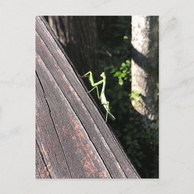 Praying Mantis   Postkarte (Vorderseite)