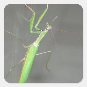 Praying Mantis Quadratischer Aufkleber