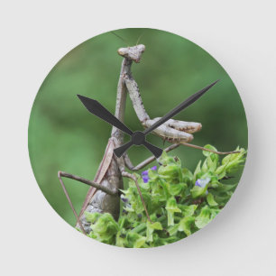 praying mantis runde wanduhr