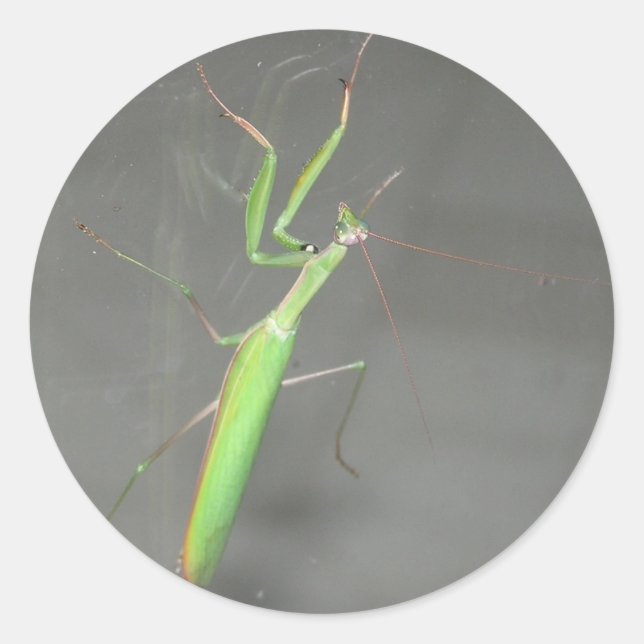 Praying Mantis Runder Aufkleber (Vorderseite)