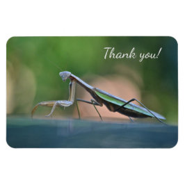 Praying Mantis Vielen Dank Magnet
