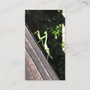 Praying Mantis  Visitenkarte