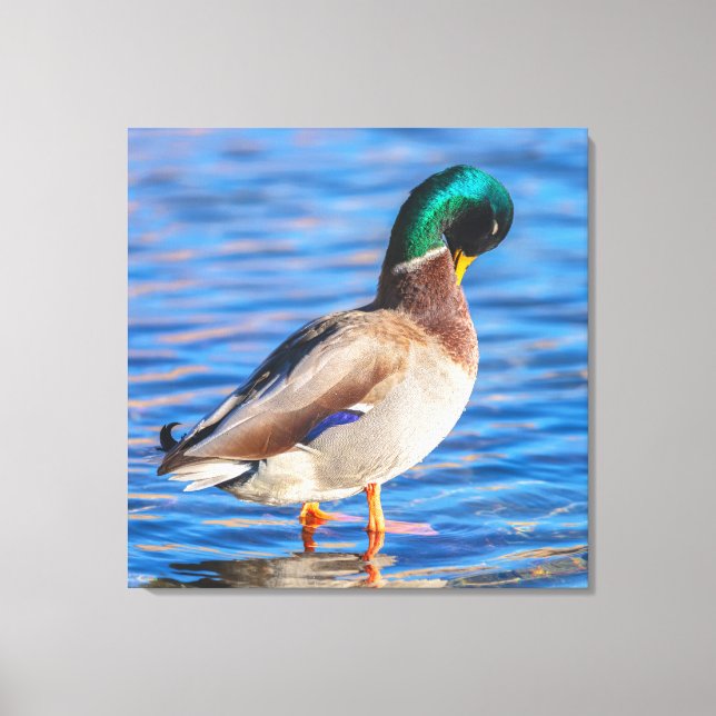 Preening Mallard Leinwanddruck (Vorderseite)