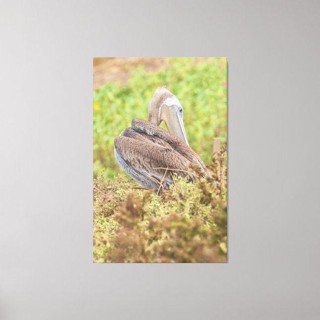 Preening Pelican Leinwanddruck (Vorderseite)