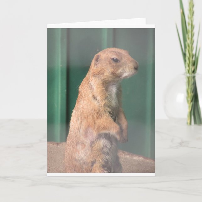 Prekarie Hund. Karte (Vorderseite)