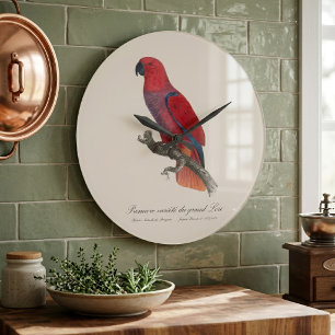 Premiere Varietät des großen Lori / Edelpapagei  Große Wanduhr