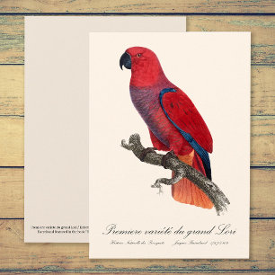 Premiere variete du grand Lori / Eclectus parrot Dankeskarte
